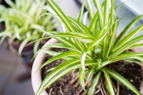 Spider Plant Care Tips For Growing Chlorophytum Comosum Indoors Hgtv