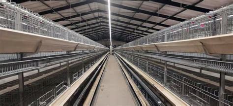 A Guide to Chicken Layer Cage Design for Efficient Poultry Farming