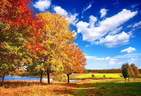 autumn red maple tree blue sky photo backdrops starbackdrop red
