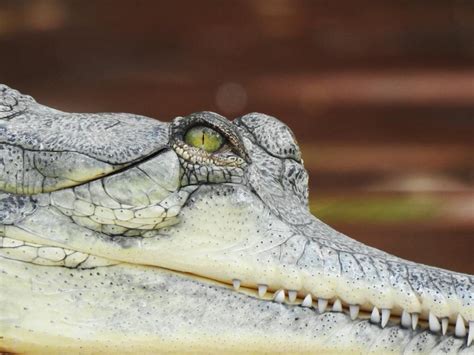 Close-up of Crocodile · Free Stock Photo