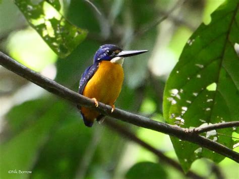 Papuan Dwarf Kingfisher Bird Photo Call And Song Ceyx Solitarius Ceyx