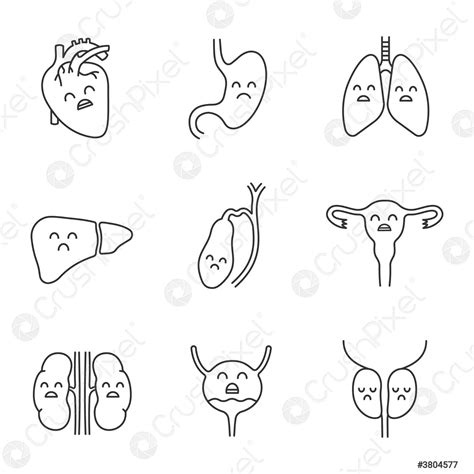 Tristes Rganos Internos Humanos Conjunto De Iconos Lineales Vector