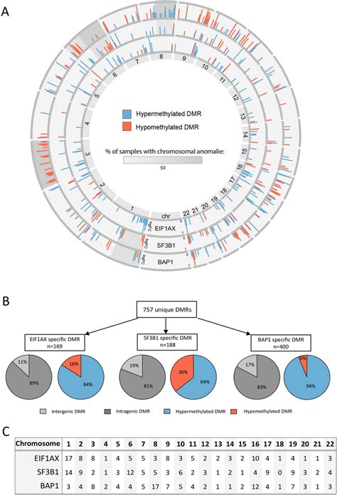 A All Differentially Methylated Regions Dmr Visualized Per