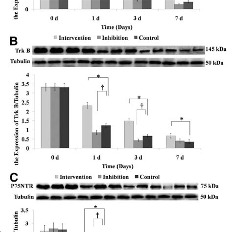 Comparison Of The Relative Protein Expression Of A Bdnf B Trkb