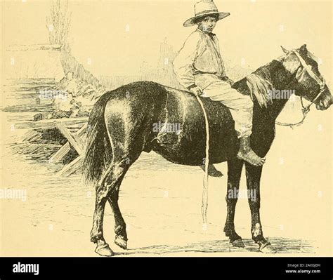 Les Races Chevalines Avec Une Tude Sp Ciale Sur Les Chevaux Russes