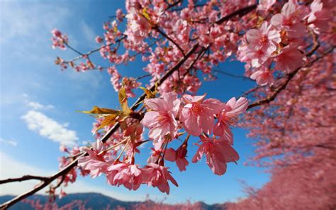 🔥 [40+] Cherry Blossom Windows Wallpapers | WallpaperSafari