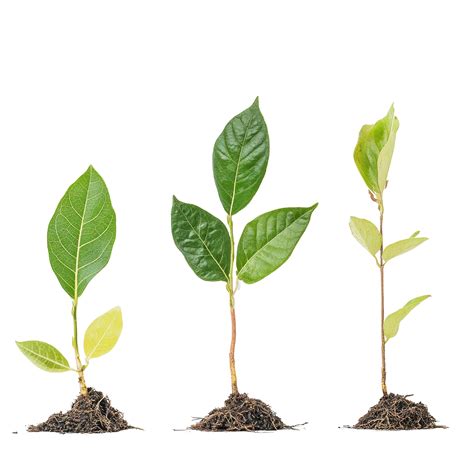 Sapling growth journey highlighting seed development and root