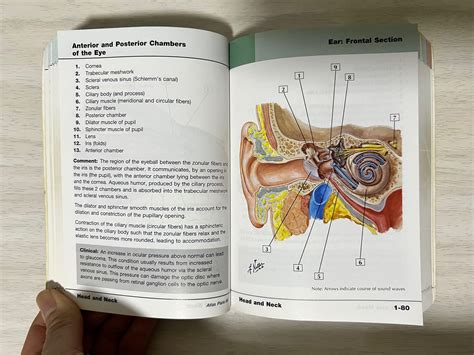 Essential Guide Of Netter S Anatomy Hobbies Toys Books Magazines