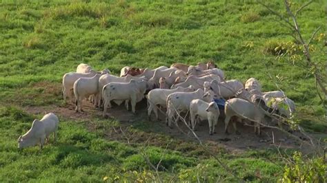 Ganadería Extensiva en los Llanos Orientales de Colombia Meta