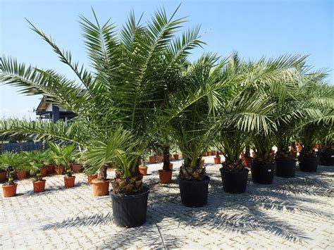 Palma Phoenix Canariensis Kr Lewska Daktylowiec