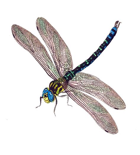 libelle vintage kunst illustration kostenloses stock bild public