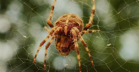 Spider venom seen as potential non-addictive painkiller | PhillyVoice