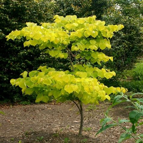 Hearts Of Gold Redbud Cercis Canadensis Scott Arboretum