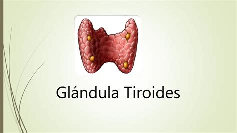 Gladula Tiroides Estructura Funciones Hormonas PPT