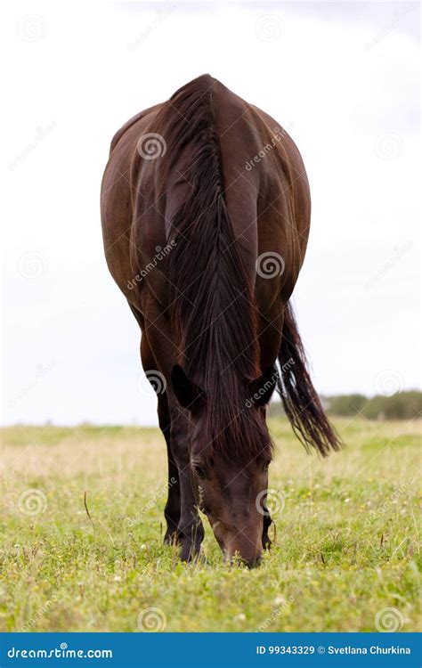 Brown Horse Grazing on a Pasture Stock Image - Image of sport, training ...