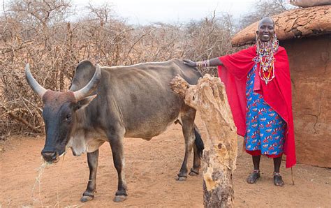 Maasai Cattle Stock Photos, Pictures & Royalty-Free Images - iStock