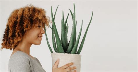 Los Mejores Trucos De Belleza Con Aloe Vera