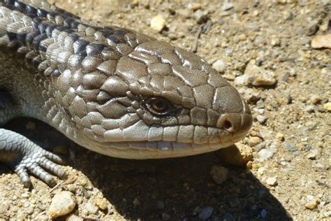 Blue Tongued Skink Facts Info Care Guide With Pictures Pango Pets