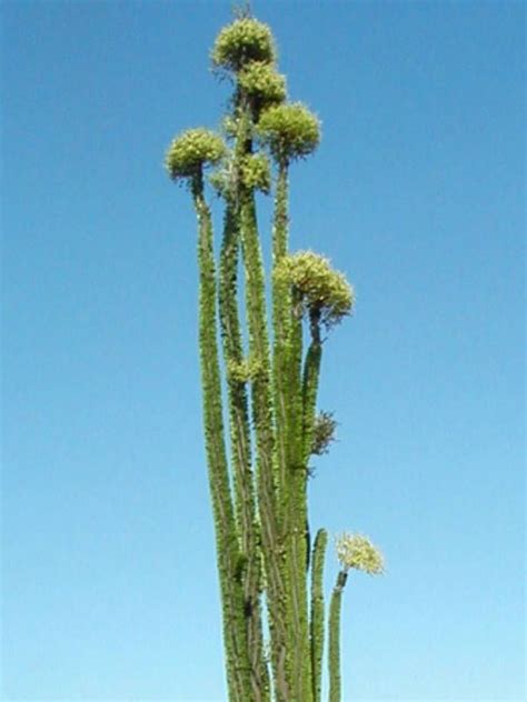 Alluaudia procera (Madagascan Ocotillo, Madagascar Ocotillo, African ...