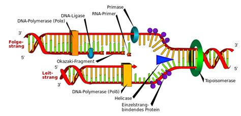 Dna Transkription Und Dna Translation Vom Gen Zum Protein