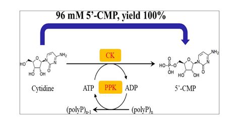 Efficient One Pot Synthesis Of Cytidine 5 Monophosphate Using An