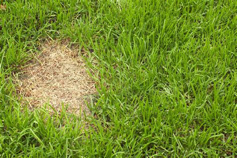 Snow Mold Is A Fungal Disease That Appears In The Early Spring As The Snow Melts While Usually