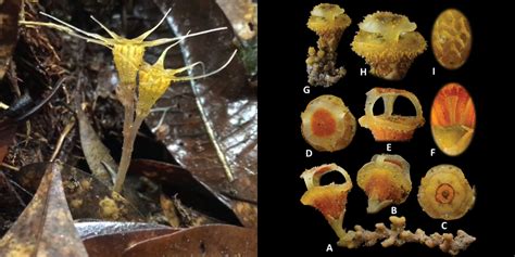 New Ultra Rare Flower Species Discovered In Malaysia Impresses Oxford