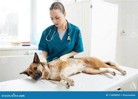 Sick dog and vet stock image. Image of patient, care - 112898093