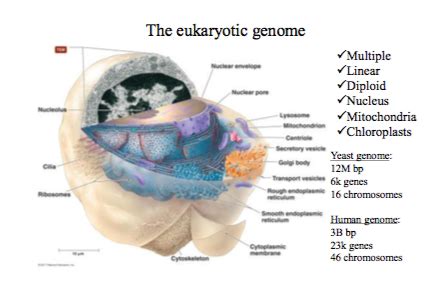 Microbio Ch 7 Flashcards Quizlet