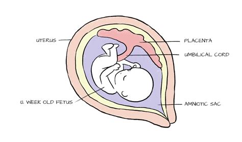 What is placenta? The unsung hero of pregnancy.