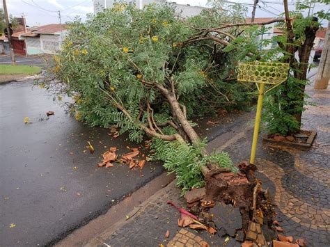 Chuva Forte Em Araras Derruba Mais De 30 árvores Veja Fotos São