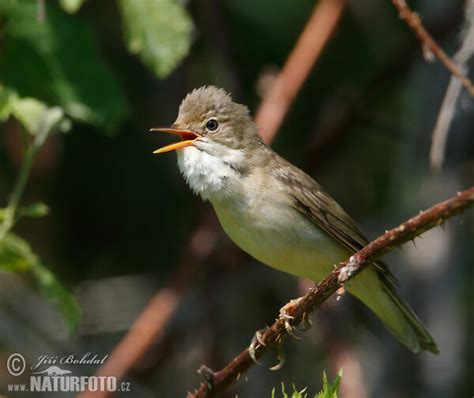 Carricero Pol Glota Fotos Fotograf A