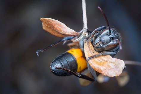 Premium Photo | Close shot of the black and orange hornet