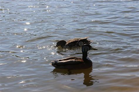 Los Patos Salvajes Nadan En El Lago A Principios De Primavera Imagen De