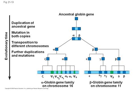 Whole Genome Shotgun Approach To Genome Sequencing