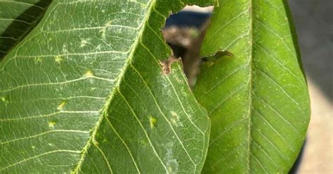 Common Pests On Plumeria Identification And Control Methods