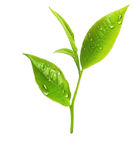 Fresh tea leaves with dew on the leaf surface 14038702 PNG