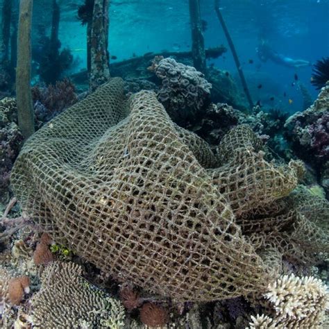 Examples Of Ghost Nets The First And Second Rows Show Animals Such As