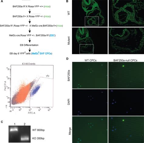 SWI SNF Protein Component BAF250a Regulates Cardiac Progenitor Cell