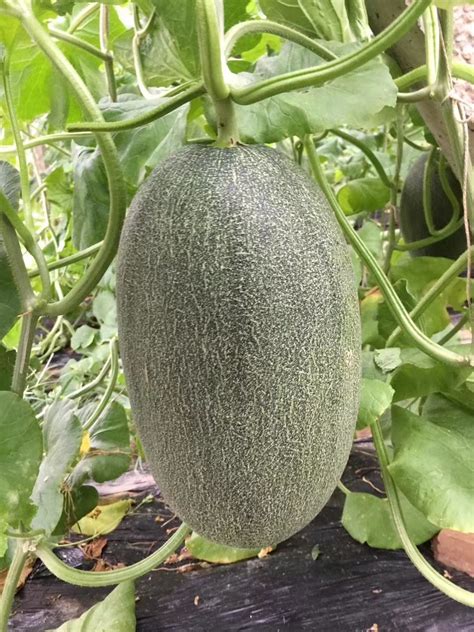 Fairy Valley New Breeding Hybrid F1 Green Peel Oval Sweet Melon Seeds