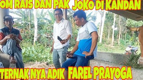 DI KANDANG TERNAK NYA FAREL PRAYOGA BERSAMA OM RAIS DAN PAK JOKO YouTube