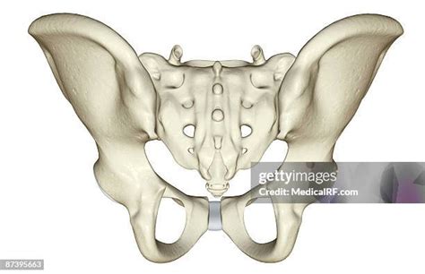 Obturator Foramen Photos and Premium High Res Pictures - Getty Images