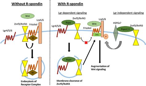 R Spondin Signaling As A Pivotal Regulator Of Tissue Development And