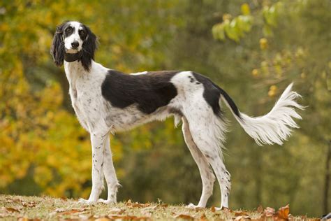 Saluki Caract Re Et Ducation Ooreka