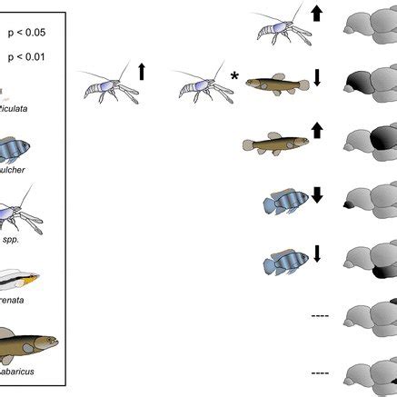 Mean biomass of guppy predators and guppy brain sizes for 16 study... | Download Scientific Diagram