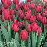 Tulip Supermodel авторское фото BUFL RU