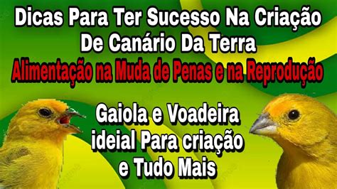 Como Criar Canário Da Terra Alimentação Na Muda De Penas e Na