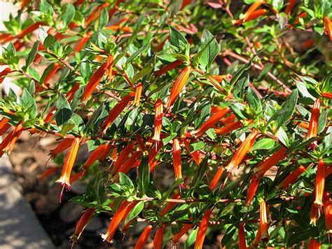 Firecracker Plant (Cuphea ignea) in Denver Arvada Wheat Ridge Golden ...