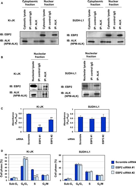 Nucleolar Npmalk Interacts With Ebp And Knockdown Of Ebp Induced