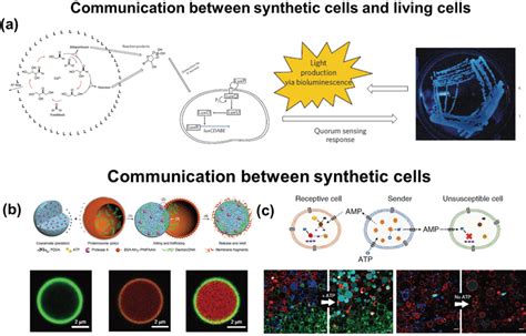 A Illustration And Optical Image Showing The Communication Between A Download Scientific